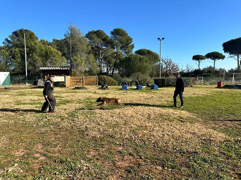 Entrainement de la brigade canine